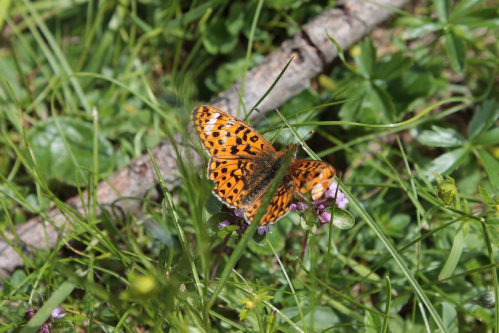 Nymphalidae: Boloria euphrosyne